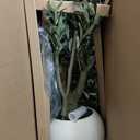 VeriNatural Artificial Olive Tree 7FT Faux Plant Home Decor - Large White Pot with Lifelike Silk Leaves, UV Resistant & No Maintenance - Indoor Outdoor Fake Tree for Modern Office Living Room,VN164
