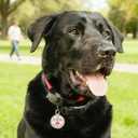 4 x PTSD Service Dog Tag Easily Attach to Dog Collar, Harness, Vest (Medium-1.18inch)