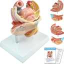 HADWYN 2025 New 4-Parts Human Female Genitalia Organ Anatomical Model, Life-Size Female Genital System Anatomical Model with Colorful Manual and Stand for Medical Science Education Study Teaching