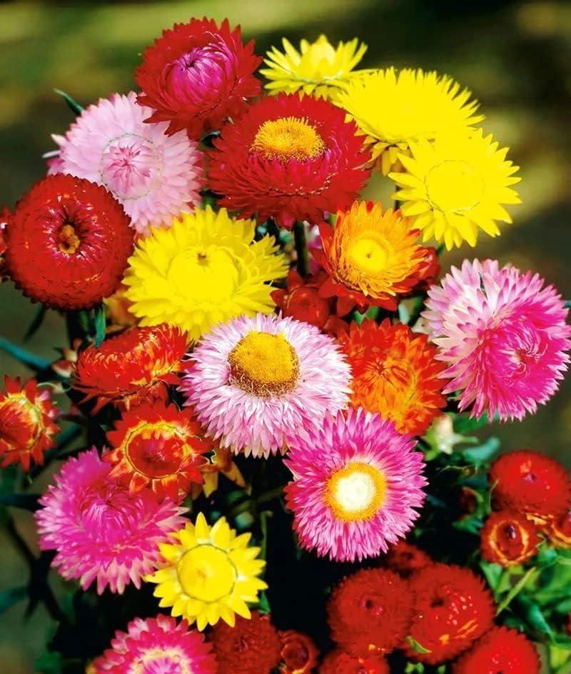 3 x 250+ Seeds Strawflower Giant Mix - Flower Multicolor