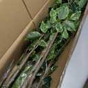 Artificial Ficus Tree Indoor 5ft, Large Potted Faux Tree with Realistic Silk Leaves & Trunk for Home Office, Living Room Corner Decor (White Green)