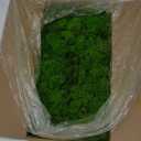 Preserved Reindeer Moss Natural Green DIY Kit Gardenning Art Wall Decor Florist Decor Easter Table Decor Wedding (0.85 lb)