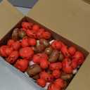 Lenwen 100 Pcs Thanksgiving Turkey Rubber Ducks Bulk 2 Inch Fall Duckies for Friendsgiving Thankful Dinner Party Activity Supplies Table Decorations