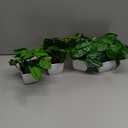 Der Rose 4Pcs Small Fake Plants Artificial Mini Faux Plants for Bathroom Office Desk Shelf Table Accessories Decor Indoor (White)