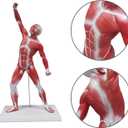 Ultrassist Human Anatomy Muscle Model, 20 Muscular System Figure, Professional Human Muscular Structure for Medical Training and Clinical Demonstration