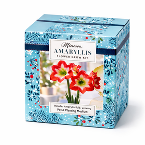 Amaryllis flower growing kit