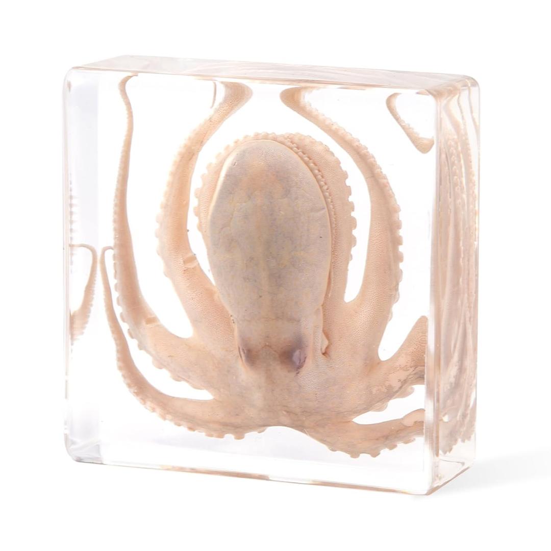 Taxidermy Octopus, Professional Octopus Taxidermy in Clear Resin - Marine Biology Specimen for Educational Displays & Nautical Decor Real Taxidermy Animal Unique Gift