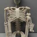 Halloween Skeleton Decorations,36" Posable Human Skeleton Decorations for Halloween Party Decor, Haunted House Props Indoor Outdoor Decoration