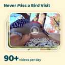 NETVUE by Birdfy Upgraded Smart Bird Feeder Camera, Solar Powered, Auto Bird Video Capture, Instant Notifications, AI Identify 6000+ Species