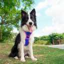PHOEPET 2019 Upgraded No Pull Dog Harness, Reflective Adjustable Vest, with a Training Handle + 2 Metal Leash Hooks+ 3 Snap Buckles +4 Slide Buckles(XL, Royal Blue)