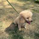 LWBMG Leather Dog Leash for Small Dogs 6ft, Heavy Duty Pet Lead, Soft Genuine Leather Leash for Small Medium Dogs1/2" X 6', Green