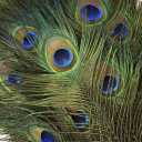 FeatherStore.com Natural Long Peacock Eye Feathers 40-45'' 10pc Wedding Home Decoration DIY Craft by FeatherStore