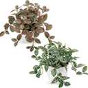 Hollyone Fake Plants 2 Packs Artificial Plants Indoor Faux Plants with White Plastic Pot Small Fake Potted Plant for Home Aesthetic Living Room Bathroom Desk Shelf Office Decor
