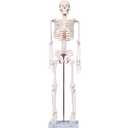 breesky Scientifc Human Skeleton Model for Anatomy, 33.4 Skeleton Model with Metal Stand, Removable Arms&Legs for Student to Study Human Skeleton Anatomy System, Halloween Decor, Manual Included