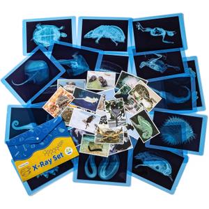 20 Pcs Animal Xrays and Picture Cards - Veterinary Toys & Educational Science Kit for Kids, Explore The Fascinating World of Animal Skeletons