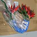 10 Strelitzia fresh cut flowers Elegant gesture Looking up Gifts for home decoration birthdays anniversaries healing sympathy friendship and love