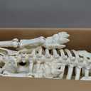 Halloween Horse Skeleton New Horse Skull Prop,Horse Skeleton Halloween Decor,Skeleton Horse Halloween Indoor