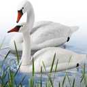 Geetery 2 Pcs Swan Decoy Pond Floating Decoration Plastic Lifelike Goose Floating Decoys Garden Pond Decoration for Fields Float on the Water Pool Garden Accessories, White