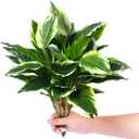 3PCS Artificial Tropical Green Plants 15.75" Fake Hostas Outdoor Artificial Plants, UV Resistant, Faux Green Leaf Stems for Porch, Patio, Balcony, Garden Planter or Indoor Dcor