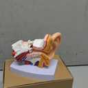 1.5X Enlarged Ear Model Anatomy - Outer, Middle, Inner Ear Structure with Base - Ideal for Doctors' Offices, Classrooms, and Desktop Display - QREBYQ Educational Ear Model