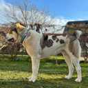 ADITYNA Cotton Dog Collar with AirTag Holder - Heavy-Duty Metal Buckle, Breathable, Easy Adjustable for Large & Extra-Large Breeds - for Walking, Training (Ocean Breeze, Fits 19-30" Necks)