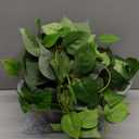 Fake Pothos Hanging Plants 33" Set of 2 Faux Ivy Vines with Pots, Realistic Silk Devils Ivy for Indoor Decor, Low Maintenance Artificial Greenery for Home or Office (Green)