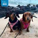 Best Pet Supplies Voyager Step-in Air Harness - All Weather Mesh, Reflective, No Pull Harness for Dogs, Cats - Secure with Hook & Loop Fastener, Buckle, Double D-Rings - Fuchsia, M