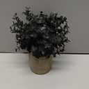 Coferset 2 Pack Black Fake Eucalyptus Small Fake Plants Potted Artificial Plants for Halloween Shelf Desk Home Farmhouse Room Coffee Table Decor Bathroom Decor (Black)