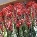Artificial Flowers for Outdoors,20 Bundles UV Resistant Outdoor Fake Daffodil Flowers,Artificial Faux Plastic Outdoor Flowers Greenery Shrubs Plants for Indoor Outside Decor(Red)