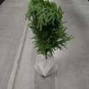 4FT Artificial Topiary Trees for Outdoor Front Porch Décor, Faux Pine Trees UV Resistant and Potted, Fake Shrubs Evergreen for Front Porch Decor Indoor and Outdoor Use