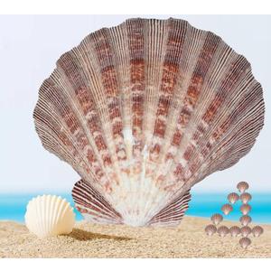 4 Pcs Polished Large Great Scallop Sea Shells 5~6 Inch,Brown Lion's Paw Baking Shells,Ocean Beach Seashells Perfect for Home Decoration, Art Craft, Vase Filler Fish Tank