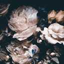 MFWFM Dark Floral Wallpaper Peony Wall Mural Room Wall Decor(Not Peel n' Stick) 141" x 96"