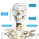 breesky Human Skeleton Model for Anatomy- Life Size Medical Human Skeleton Model with Nervous System 70.8 in with Rolling Stand for Medical Study and Display 3 Posters