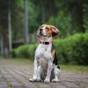 2 x AUDWUD Thick Nylon Collar,Classic Adjustable,Multiple Colors,Suitable for Small,Medium and Large Dogs,4 Sizes (L: 15.5"-22.5", Baby pink)