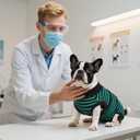Kuoser Recovery Suit for Dogs Cats After Surgery, Professional Pet Recovery Shirt Dog Abdominal Wounds Bandages, Substitute E-Collar & Cone,Prevent Licking Dog Onesies Pet Surgery Recovery Suit (Green, L)