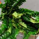 FOREST PRINCE 45" Fake Ferns, Realistic Large Artificial Bush Plants, 2 Artificial Boston Ferns with 59 Fronds for Outdoors Planter Indoor Home Garden Porch Decor