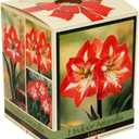 Amaryllis Kit: Minerva + Plastic Pot/Soil/Bulb - Large Bulb 26/28 cm -Netherland