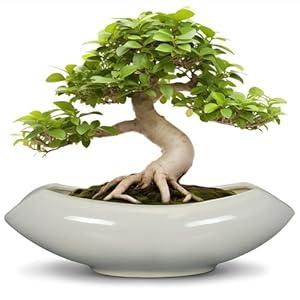 Teagas Bonsai Pots 18 Inch - Ceramic Succulent Pots with Drainage Hole Decorative Plant Pot Indoor Large Outdoor Planter Modern Flower Pot for Home Garden Room Decor Gray