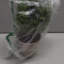 YUANstore Erythrina sea Mini Potted Artificial plant Bonsai set fake Flower vase Decorative Flower Home Balcony Decoration