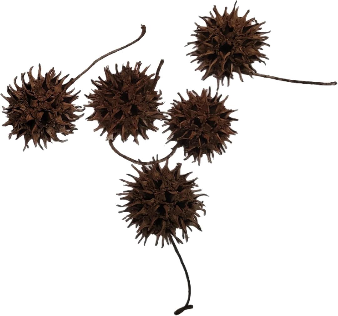 Sweet Gum Tree Seed Pods All Natural Bioactive Ball Accessories for Isopods, Reptiles, Amphibians, and Shrimp (Pack of 5) 2 OZ