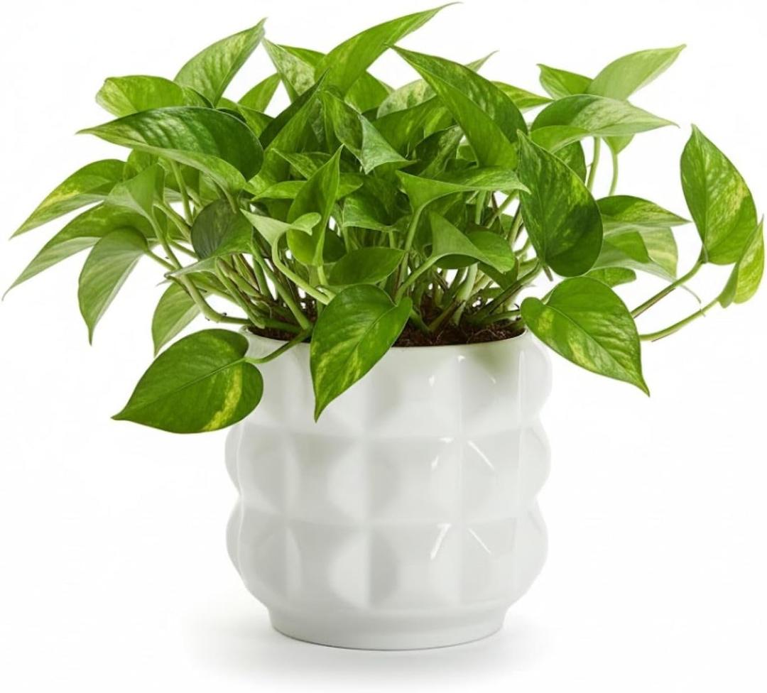 Arktiva Ceramic Planter Pot with Drainage Hole, 4.5 Inch Dia, Indoor and Outdoor, Home Patio Garden, Plants Flower Succulent, 3D Patterned Round (White)