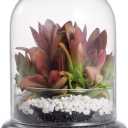 NCYP Small Glass Terrarium Cloche with Air Hole, 4.7 x 4.7 x 6.3 Inches