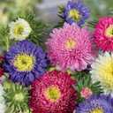 Seeds Aster Pompon Mix / Annual Flowers