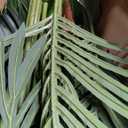 HAIHONG 4.5FT 2Packs Artificial Palm Tree,Faux Areca Palm Plant with Real Touch Leaves and Adjustable Branches,Fake Tropical Palm Tree for Home Office Indoor Outdoor Modern Decoration