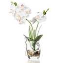 Jusdreen 1 Pcs Glass Vase Artificial Orchid Flower Bonsai Vivid Phalaenopsis Flowers Potting for Home Office Décor,Table Centerpiece Room Decorations 14.5 INCH (Glass Vase/White Orchid)