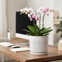Eightpot 8 Inch Plant Pot, Ceramic Planter for Indoor Plants Outdoor, Round Planter with Drainage Hole and Tray, Boho Flower Pot, Decorative Pots for Plants, Home Decor, Plant Lover Gifts, White
