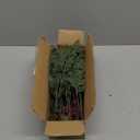 Watayo 60 Pcs Christmas Artificial Pine Branches with Red Berry Stems, 10.5" Faux Evergreen Norfolk Pine Cypress Leaves Stems, Fake Foliage Pine Needles Picks for DIY Craft Garland Home Decor