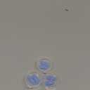 Original Children's EarPlanes by Cirrus Healthcare Ear Plugs Airplane Travel Ear Protection 3 Pair BONUS VALUE PACK