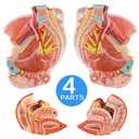 Human Female Pelvic Floor Anatomy Model, Life Size 4 Parts Female Pelvis Model with Muscles Blood Vessels Nerves Organs and Colorful Manual for Medical Science Education Study or Teaching