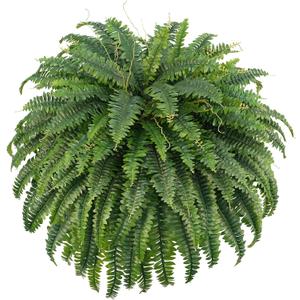 FOREST PRINCE 50" Artificial Boston Ferns, Fake Bush Plants, Large Faux Ferns with 96 Fronds for Outdoors Home Decor